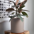 thumbnail image 6 of Bloem Mathers 10" Plastic Planter - Modern Indoor Pot with Drainage Hole and Saucer Tray, Pebble Stone, 6 of 6
