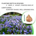 thumbnail image 6 of Gentle Glory of the Snow,  30 Bulbs - Blue & White Flowers - Early Spring Blooming, Easy Growing Perennial, 6 of 6
