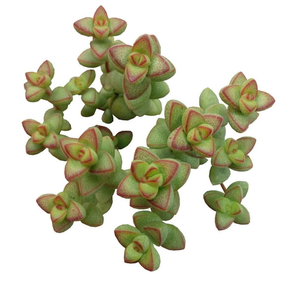 SUCCULENTS BOX 20" Pink Crassula Live Plants in 2" Grower Pots (2 Count)