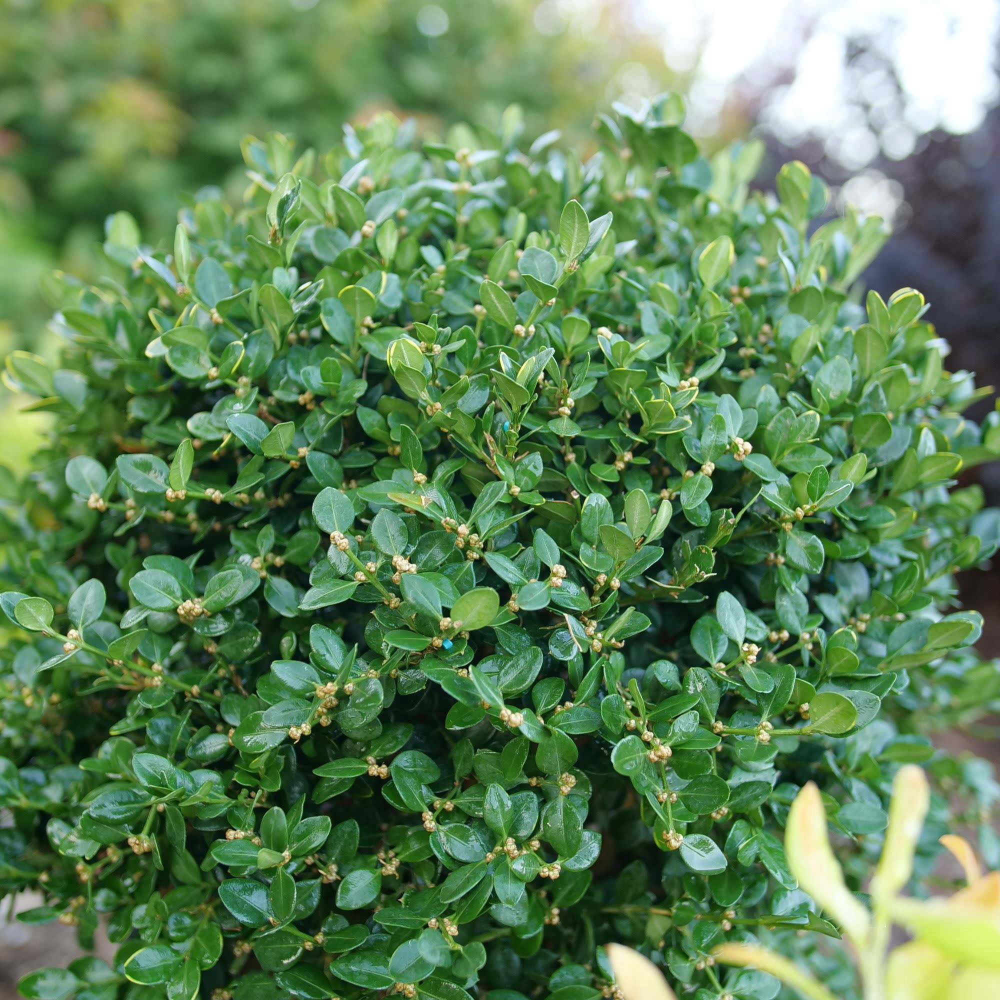 Proven Winners ColorChoice 5" Neatball Boxwood Live Plant in 4.5" Pot (4 Count)