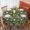 Pioneer Flower Floral-3, variant on Pioneer Flower Floral Print Pattern Round Tablecloth 60 X 60 Inch, Wrinkle Resistant Wipeable Table Cloth for Kitchen Dining Picnic Patio Party