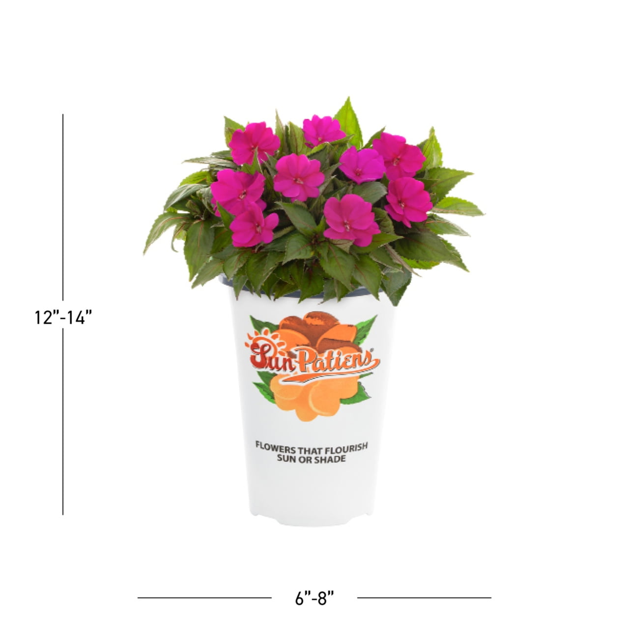 Sunpatiens 1.5PT Pink Impatiens Live Annual Plant Sun 5-Pack