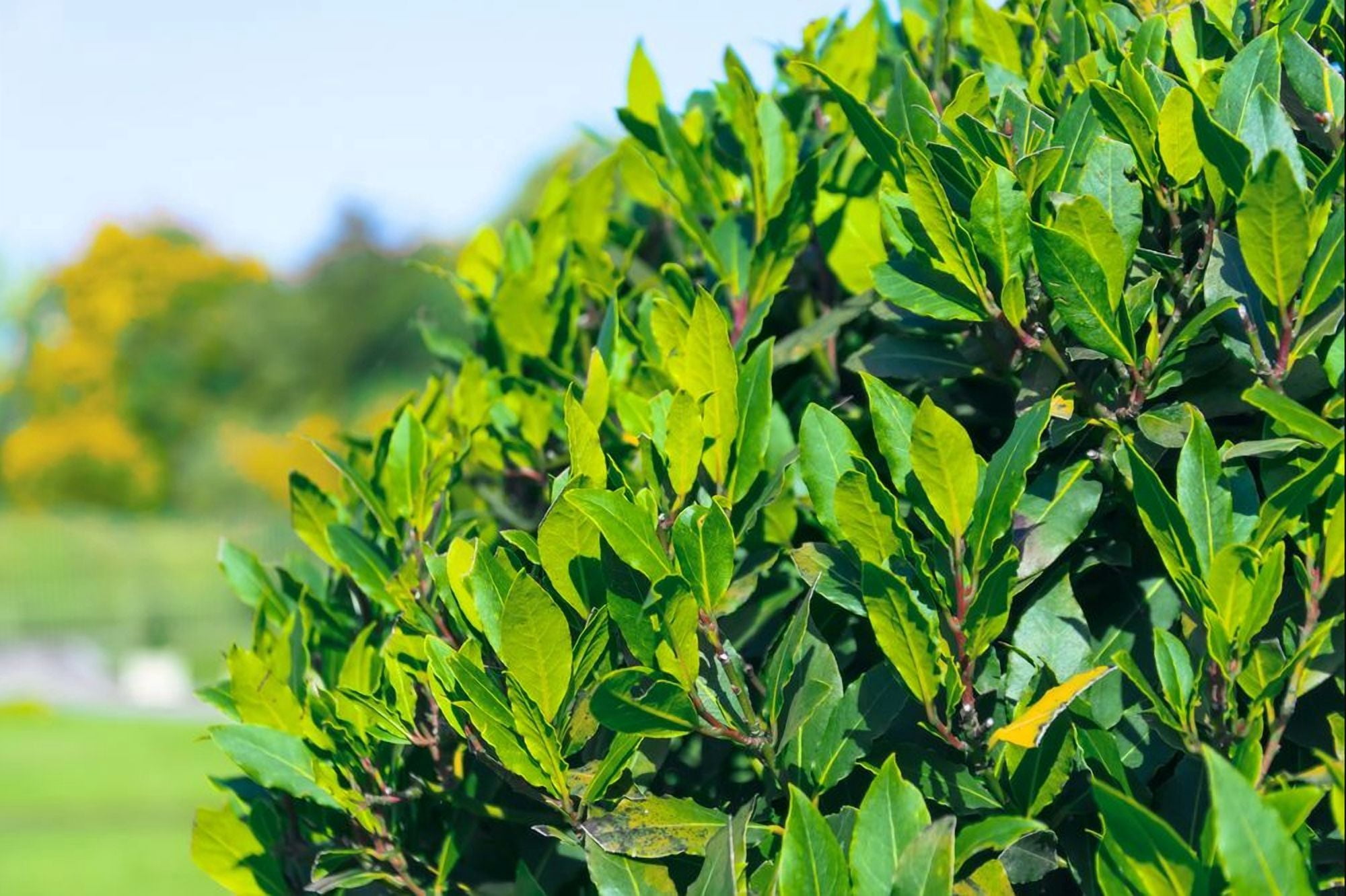 Pack of 2 Bay Laurel Live Starter Plants for Planting, Sweet Bay Laurel Trees, Laurus Nobilis Plant, Bay Leaf Tree Plant, 4-8 Inch Tall, No Ship Pot