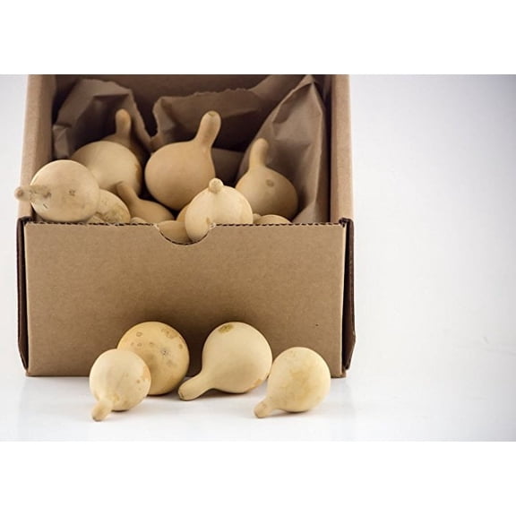 Crafters Dream Box of 20 dried gourds - Tennessee Spinner - Hand grown and Everlasting
