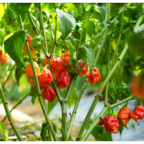 100 Carolina Reaper Chili Pepper Seeds for Planting, Hot Peppers Vegetables Seed Red Peppers Seeds