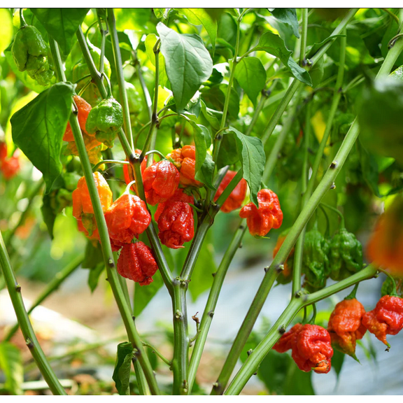 100 Carolina Reaper Chili Pepper Seeds for Planting, Hot Peppers Vegetables Seed Red Peppers Seeds