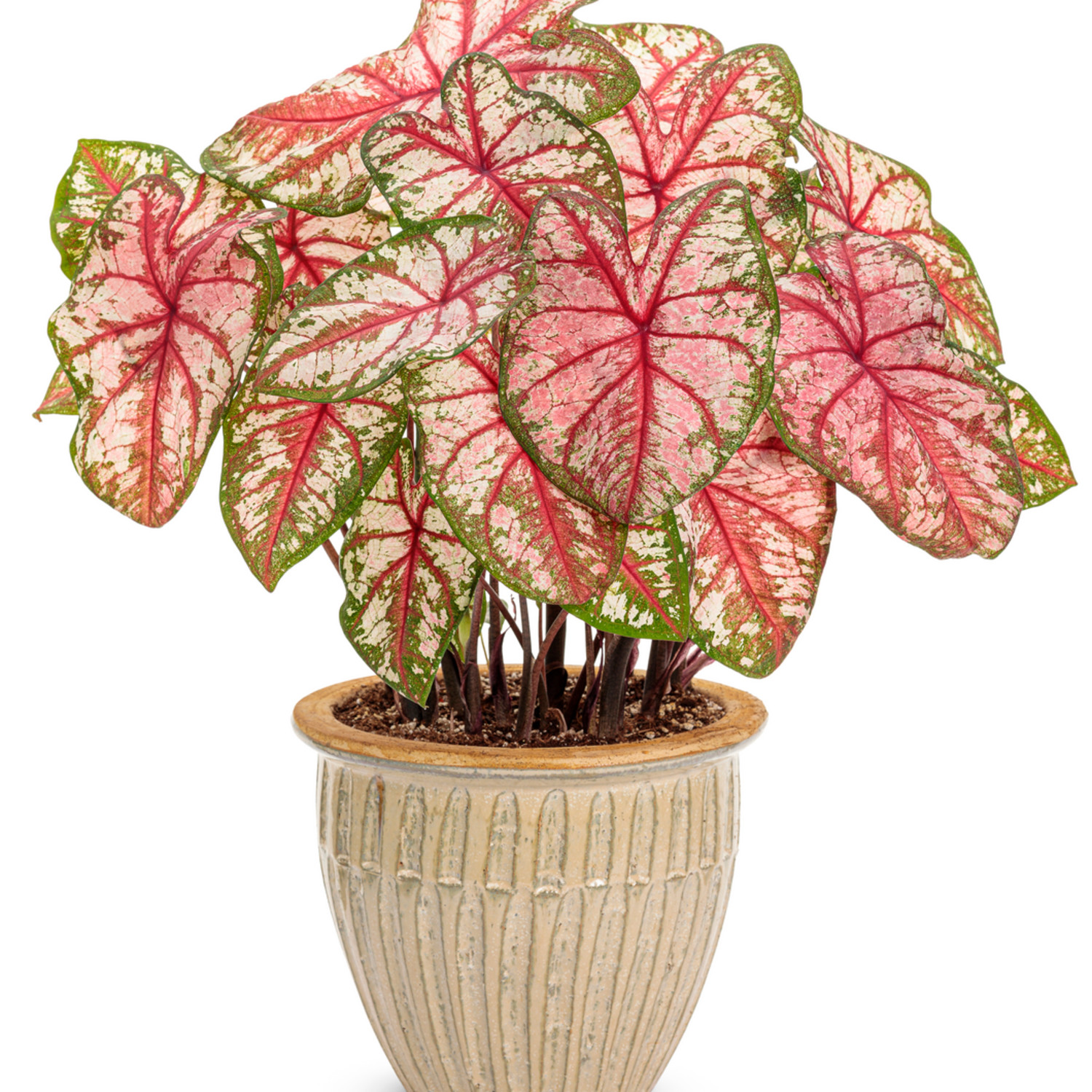 Proven Winners 5" Multicolor Heart to Heart 'Bottle Rocket' Sun or Shade Caladium Live Plant in 4.5" Pot (4 Count)