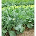 thumbnail image 2 of TomorrowSeeds - Chinese Broccoli Seeds - 500+ Count - For 2025 Planting Jie Lan Gai Lan Rapini Rabe, 2 of 10