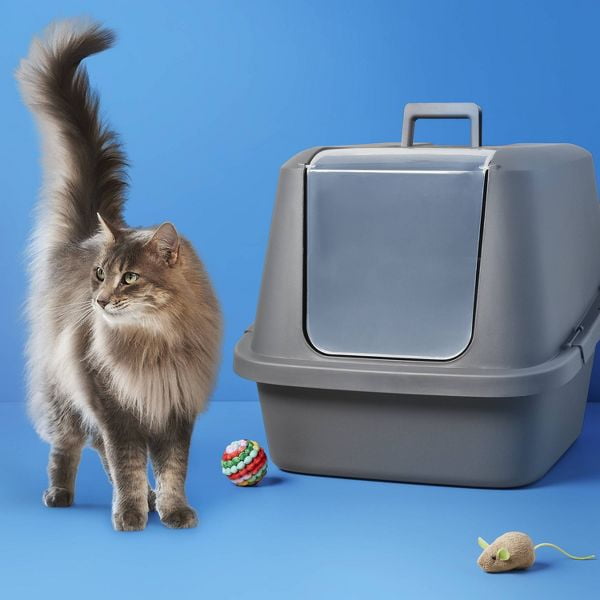 XL Enclosed Cat Litter Box - Plastic, BPA - free, with Side Buckles and Clear Door