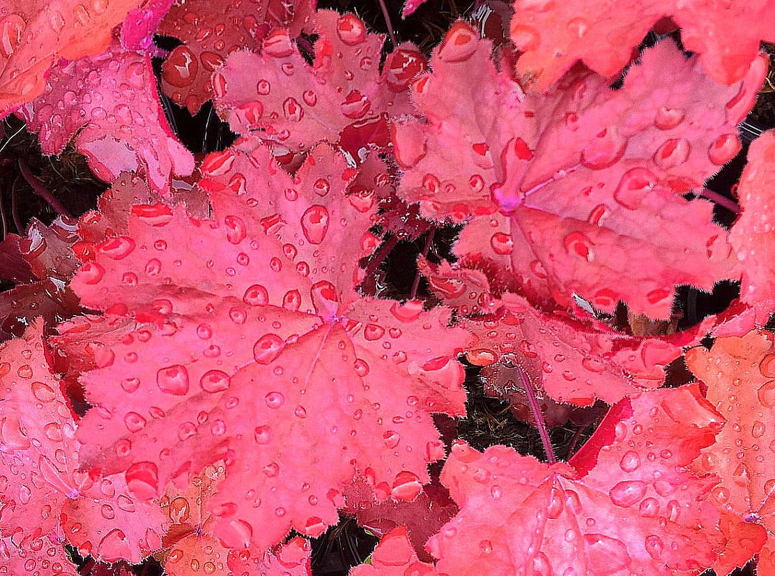 Magma Coral Bells Heuchera Shade Perennial/Huge Leaves Gallon Pot