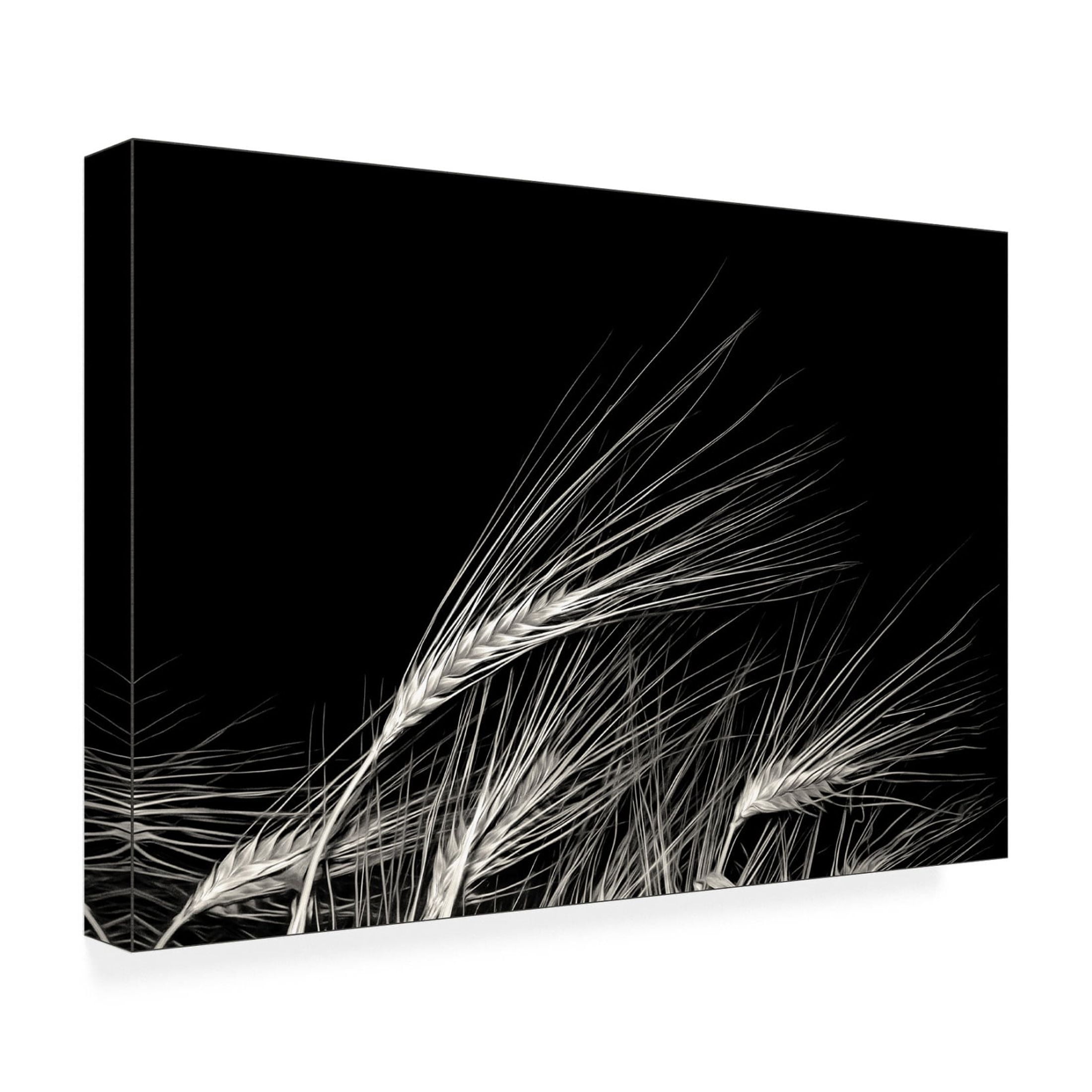 Canvas Wall Art - Gilbert Claes 'Grain Of Life' Wall Art for Living Room, Bedroom, or Office Décor by Trademark Fine Art - 24 x 16 Inches