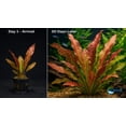 thumbnail image 4 of Amazon Sword Echinodorus Ozelot Red Medium Live Aquarium Plants BUY2 GET1 FREE, 4 of 10