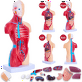 thumbnail image 4 of Human Anatomy Study Models - 15-Piece Removable 11-Inch Human Torso Anatomy Model with Internal Organs for Students,15pcs x anatomy, 4 of 7