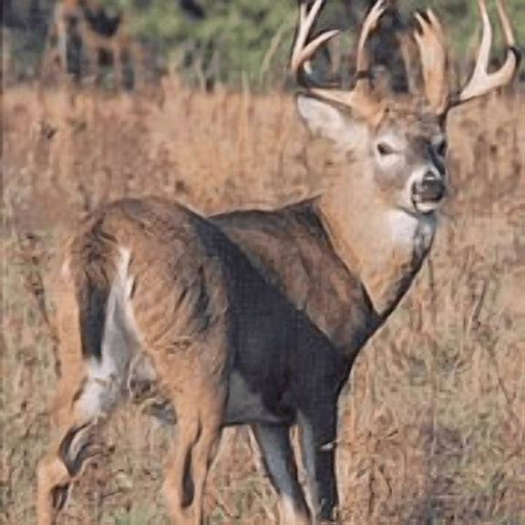 "Delta Industries ‘Quartering Away Buck’ Paper Archery Target" - #404