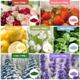 thumbnail image 2 of Set de cera para velas SCENTORINI con forma de perla, 1,1 kg, 15 mechas, 2 of 7