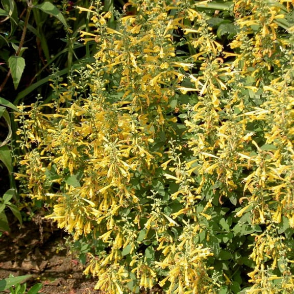 Arizona Sun Agastache ~25 Seeds – Agastache x hybrida—Perennial, Non-GMO—Canary Yellow Tubular Flowers—Hardy in Zones 3–9—Fragrant & Drought-Tolerant—12–18" Tall Shrubby Blooms
