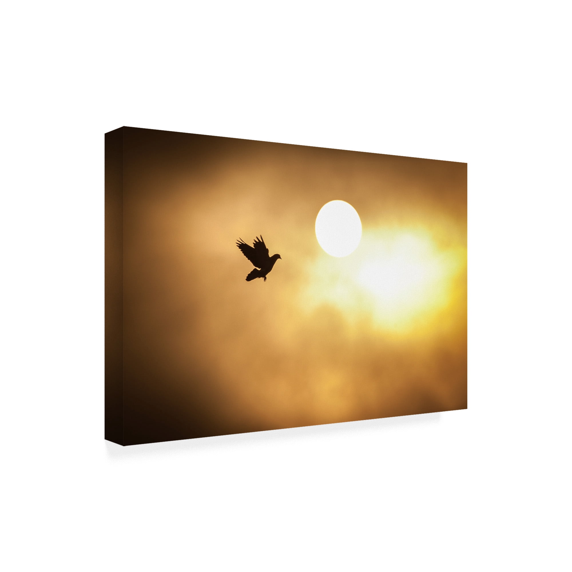 Trademark Fine Art 'Dove' Canvas Art by Dan Ballard