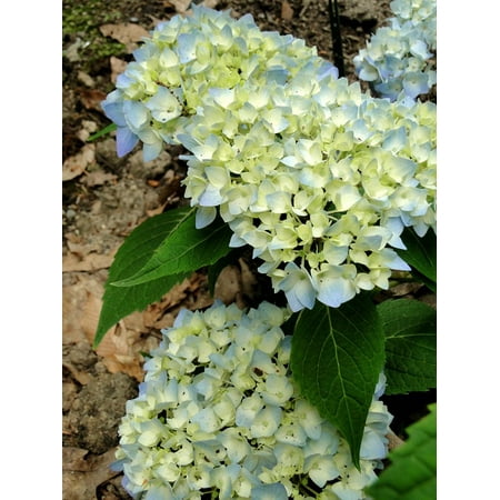 Endless Summer Hydrangea - Canvas Print Endless Summer Buds Flowers Hydrangeas Blooming Stretched Canvas 10 x 14