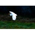 thumbnail image 2 of Alan Hausenflock 44x31 Gallery Wrapped Canvas Wall Art Titled - Egret in Flight I, 2 of 4