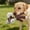 D, variant on Giraffe Squeaky Dog Chew Toy, Durable Corduroy Stuffed Animal Toy for Small & Medium Dogs, Interactive Plush Toy for Teething & Boredom Relief