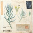 thumbnail image 2 of Staehling, Angela 15x15 White Modern Wood Framed Museum Art Print Titled - Senecio-Sketchbook, 2 of 4