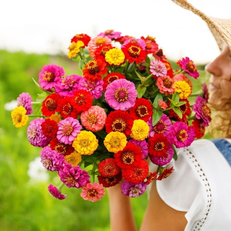 Eden Brothers Zinnia Seeds - Lilliput Mix, Non-GMO Seeds for Planting, Packet | Low-Maintenance Flower Seeds, Plant During Spring, Zones 3, 4, 5, 6, 7, 8, 9, 10