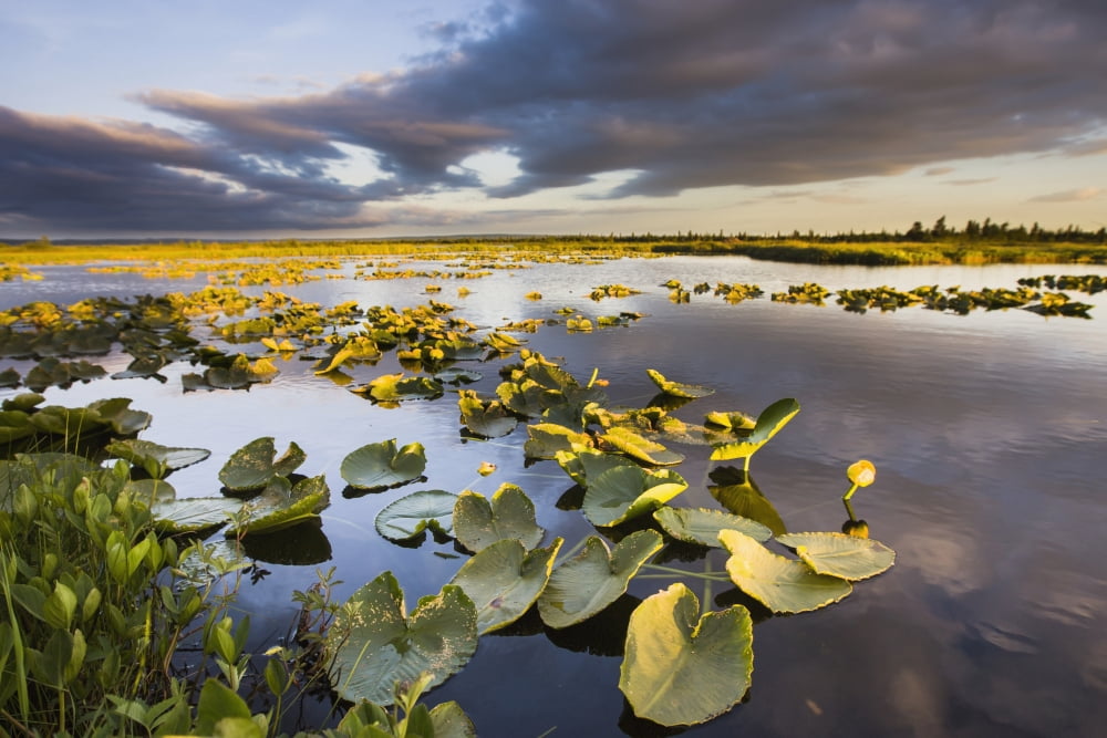 Lily Pads Glow At Sunset As The Clouds Reflect In The Tranquil Water Of A Pond In The Bristol Bay Watershed Near The Kvichak River Bristol Bay Alaska United States Of America Canvas Art - Scott Dicker