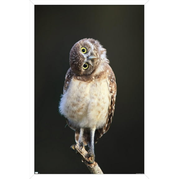 Curious Burrowing Owlet Wall Poster, 14.725" x 22.375" Framed