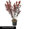 thumbnail image 4 of Direct Gardening 1 Gal. Pot, Purple Leaf Sand Cherry Cistena Plum Potted Flowering Shrub, 4 of 6