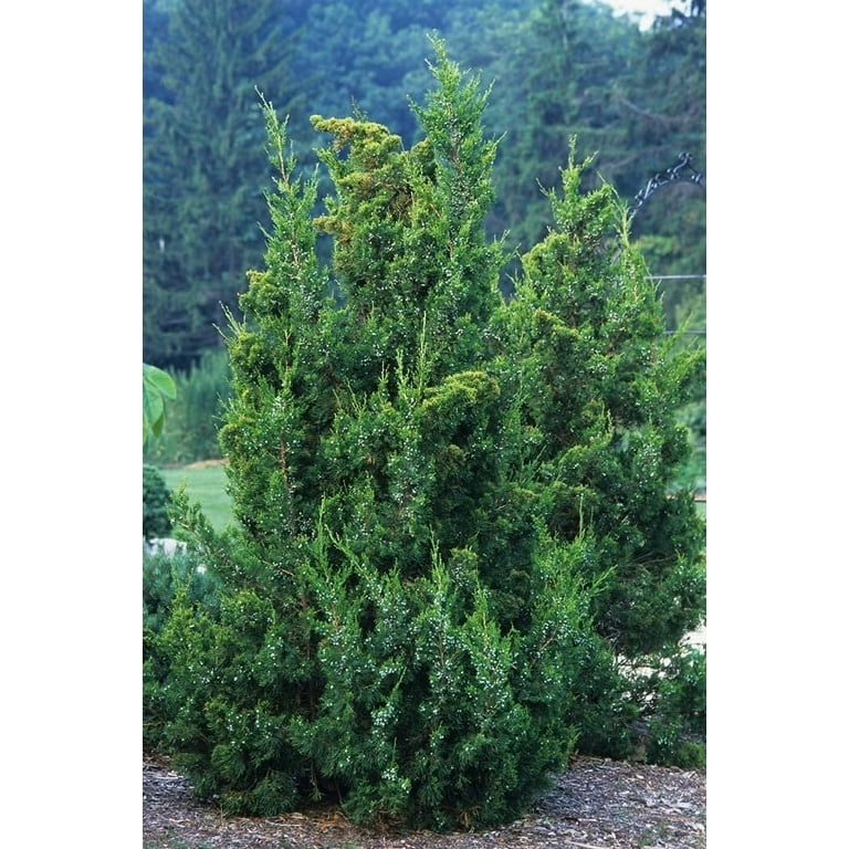 絶妙なデザイン Gallon Live 1 Juniper Keteleeri Size Juniperus Tree 野菜