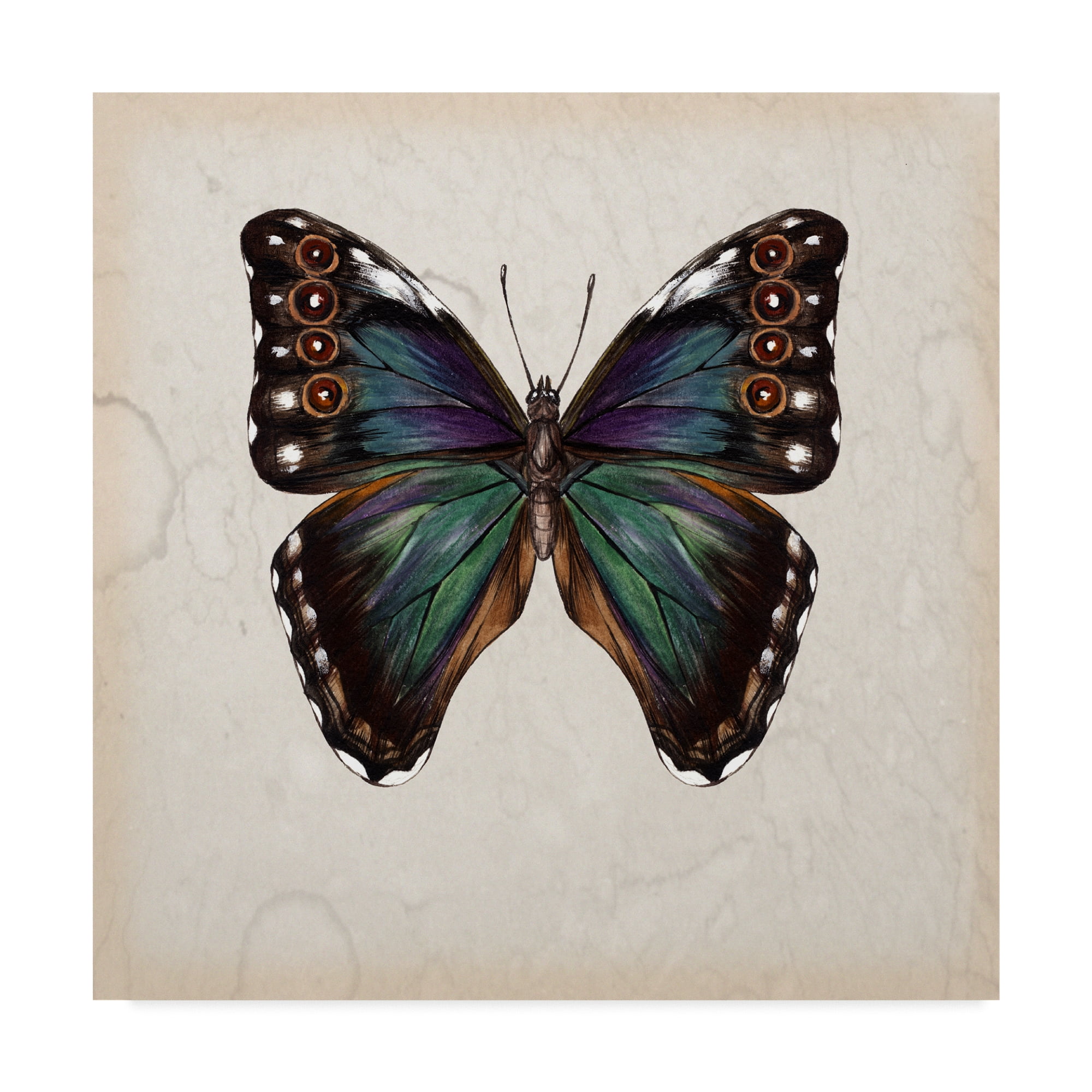 Trademark Fine Art 'Butterfly Study III' Canvas Art by Melissa Wang