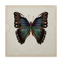 Trademark Fine Art 'Butterfly Study III' Canvas Art by Melissa Wang
