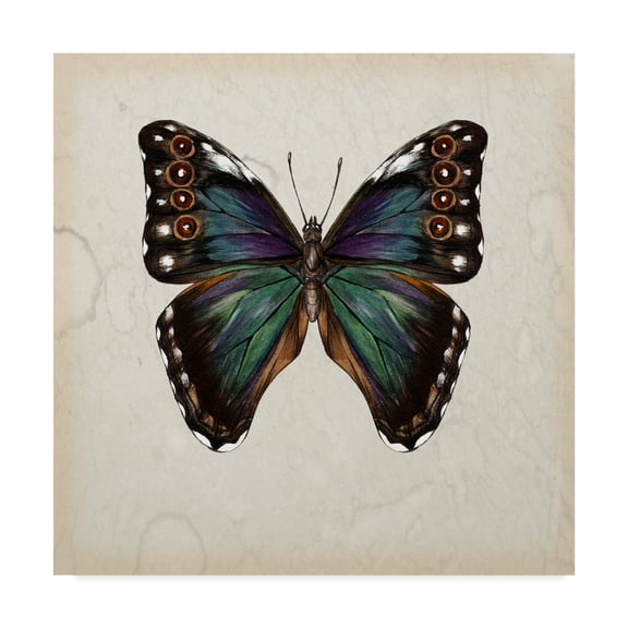 Trademark Fine Art 'Butterfly Study III' Canvas Art by Melissa Wang