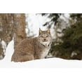 thumbnail image 2 of Jones, Adam 32x23 White Modern Wood Framed Museum Art Print Titled - Canada lynx in winter-Lynx canadensis-controlled situation, 2 of 4