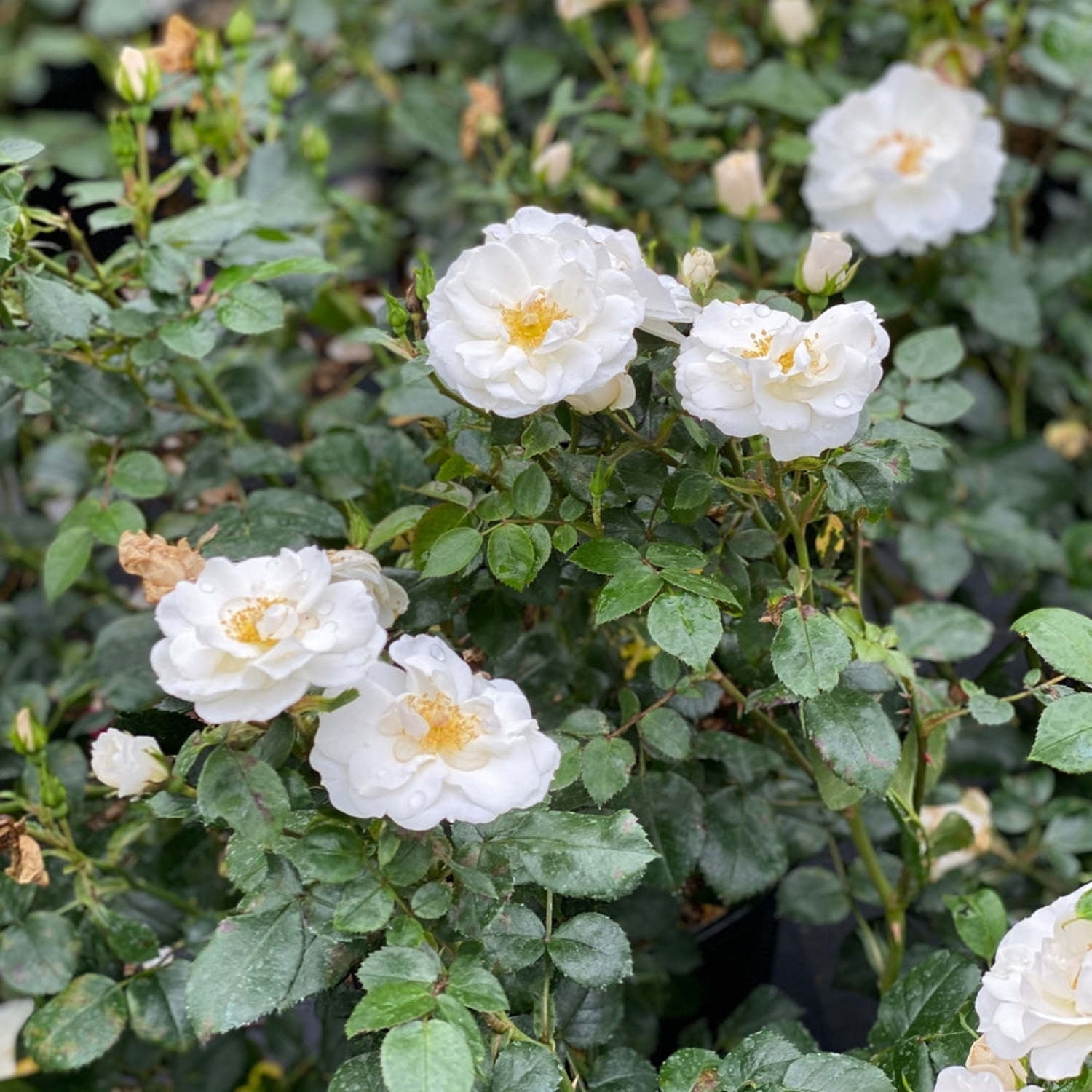 Proven Winners ColorChoice 6" White Oso Easy Ice Bay Rose Live Plant in 7.5" Pot