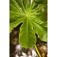 thumbnail image 3 of Millet, Karyn 17x24 Black Modern Framed Museum Art Print Titled - Tropical Leaves IV, 3 of 5