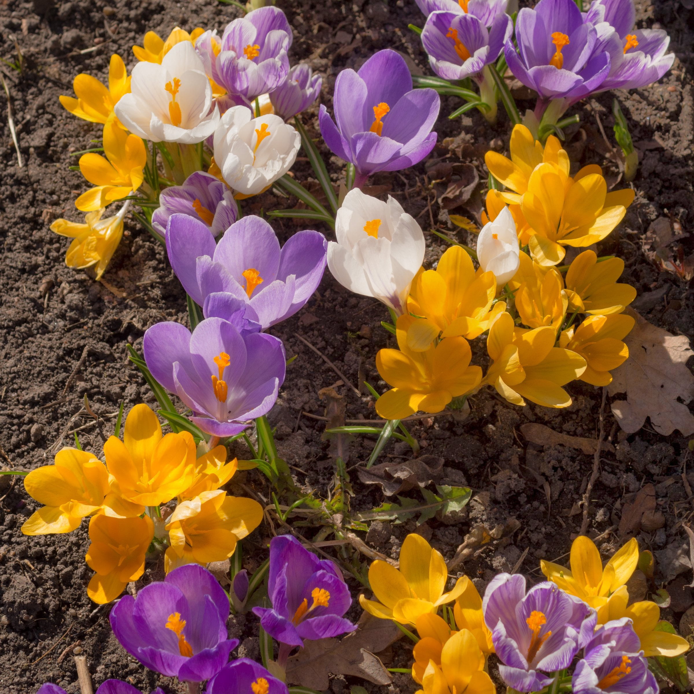 National Plant Network Crocus Mixed Colored Live Bulbs (50-Pack)