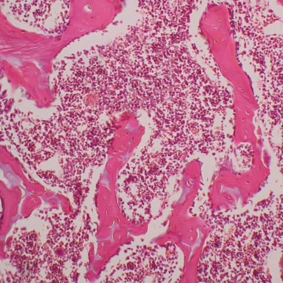 Mammal Bone Marrow Sec. 7 M H&E Microscope Slide