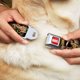 thumbnail image 1 of Seatbelt Buckle Dog Collar - Gold - 2CM Wide - Fits 45-68CM Neck - M, 1 of 4