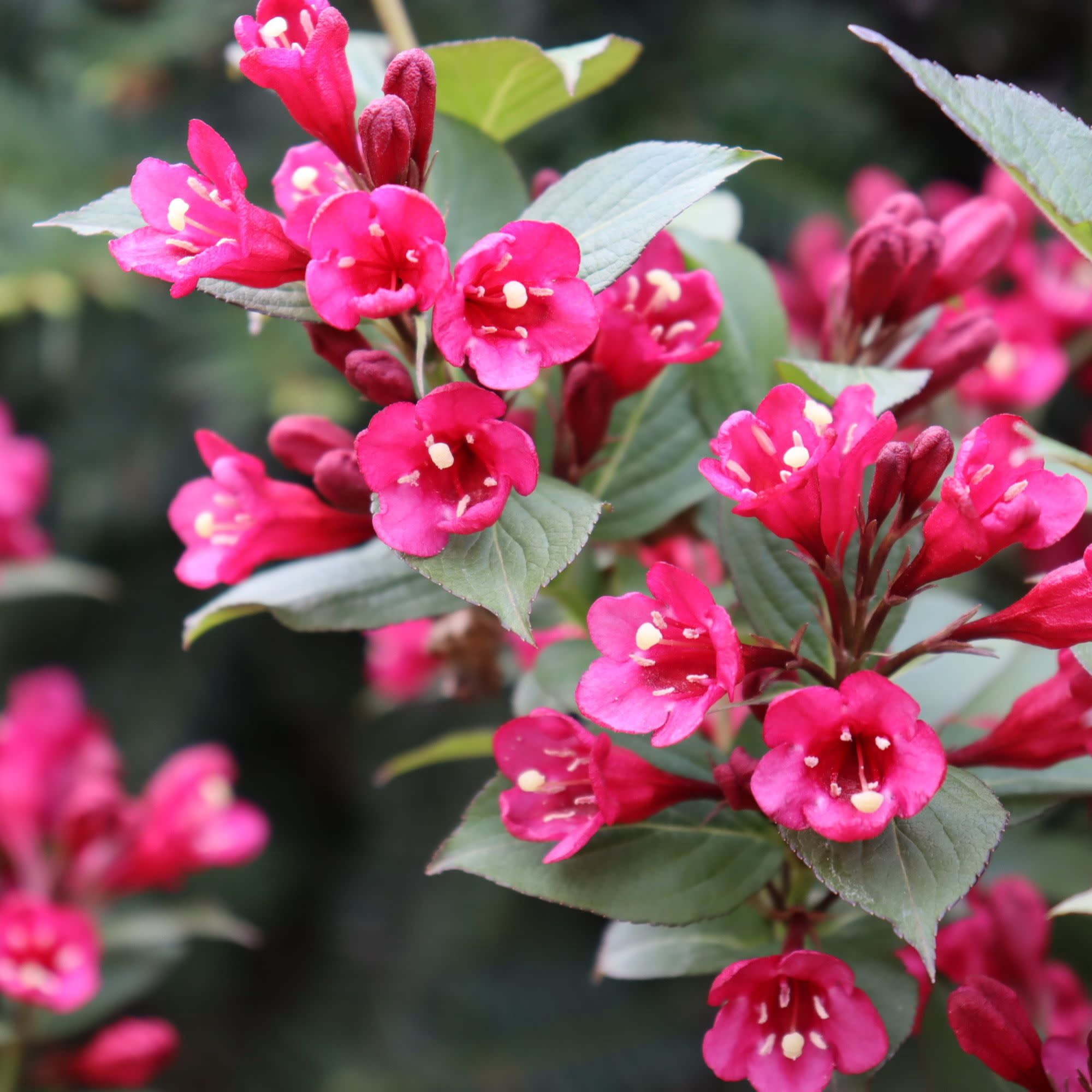 Proven Winners ColorChoice 5" Pink Sonic Bloom Punch Weigela Live Plant in 4.5" Pot (4 Count)