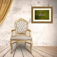thumbnail image 3 of Jones, Adam 14x11 Gold Ornate Wood Framed with Double Matting Museum Art Print Titled - American alligator-Merritt Island National Wildlife Refuge-Florida, 3 of 4