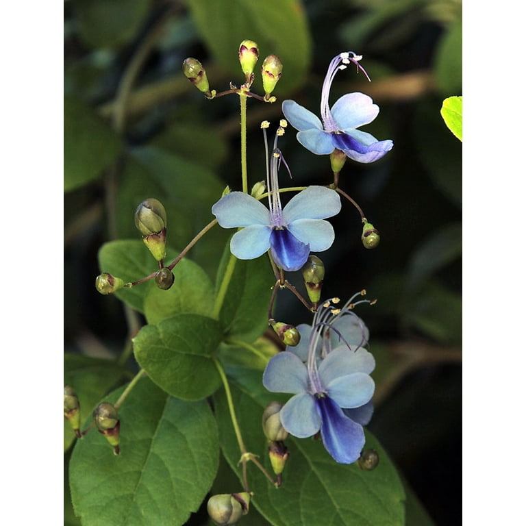 Rare Blue Wings Butterfly Plant - Clerodendrum ugandense - Indoors/Out - 2.5 Rare Blue Wings Butterfly Plant - Clerodendrum ugandense - Indoors/Out - 2.5