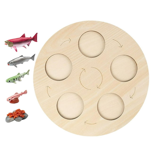 Juguete de Ayuda para La Enseñanza de La Educación Temprana de para Niños Y Niñas Presentes , Salmón Hugo Tablero de ciclo de vida
