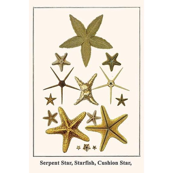 Serpent Star, Starfish, Cushion Star,-Fine Art Canvas Print (20" x 30")