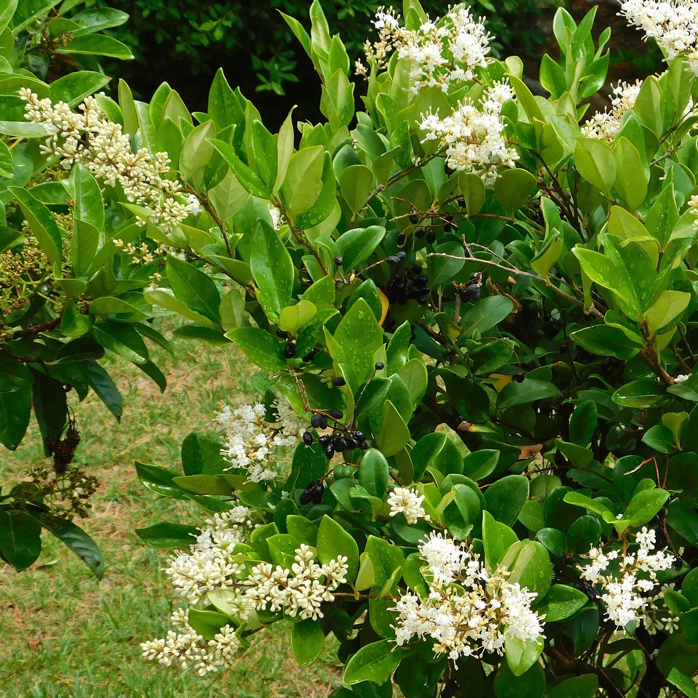 National Plant Network 1 gal. Wax Leaf Ligustrum (40-Pack)