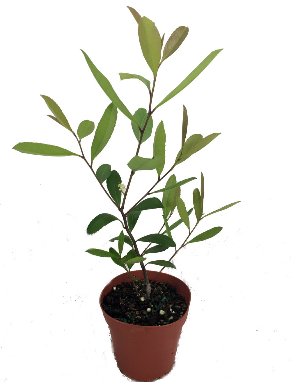 Ilex paraguariensis, plante de yerba maté