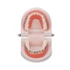 thumbnail image 1 of Modelo de dientes de tipodonto dental con soporte de metal de ortodoncia para la enseñanza de dentistas, investigación y laboratorio dental, 1 of 15