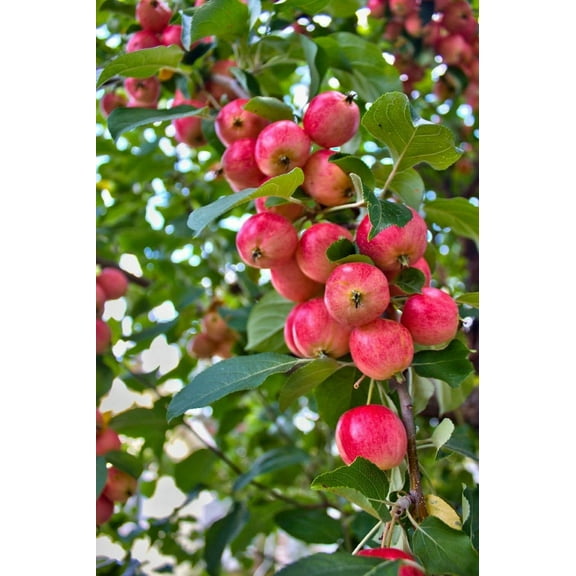 Steve Boer Crab Apples 16” x 24” Poster, High Quality