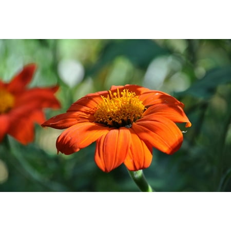 Marguerite Daisy - LAMINATED POSTER Spring Marguerite Daisy Garden Nature Flowering Poster Print 24 x 36