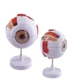 thumbnail image 2 of Human Eye Anatomy Model, 6 Times, Ophthalmology, Eyeball, Internal Structure, Cornea, Iris, Vitreous Lens, 2 of 6